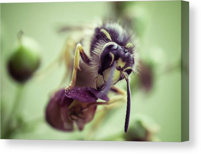 Animal Themes Canvas Print featuring the photograph Common Wasp Vespula Vulgaris by John Griffiths (griff~ography) York, Uk