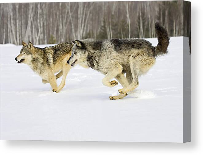 Wolf Canvas Print featuring the photograph Competing by Jack Milchanowski