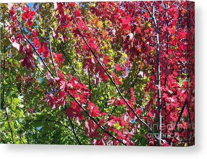 Red Canvas Print featuring the photograph Complimentary Colors by Debbie Hart