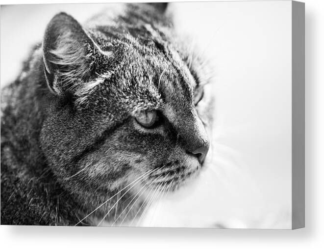Cat Canvas Print featuring the photograph Concentrating Cat by Hakon Soreide