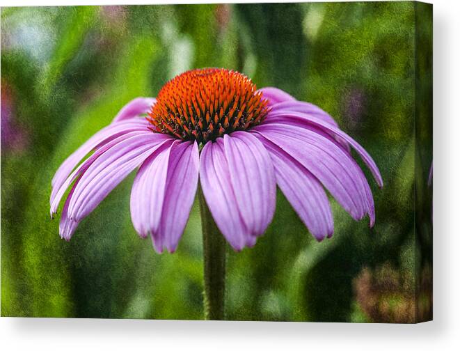 Flower Canvas Print featuring the photograph Cone Flower by Cathy Kovarik