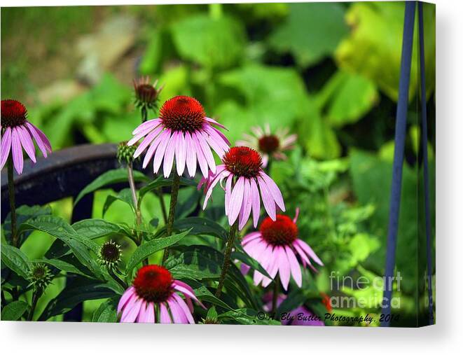 Cone Flowers Canvas Print featuring the photograph Cone Flowers by Ann Butler