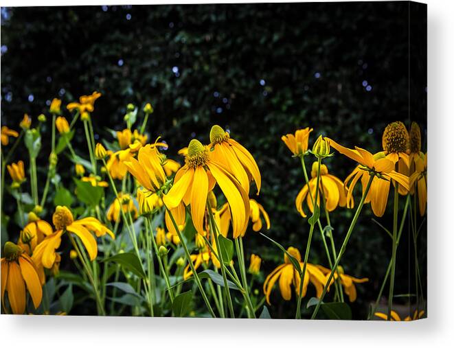 Echinacea Canvas Print featuring the photograph Coneflowers Echinacea Yellow Painted by Rich Franco