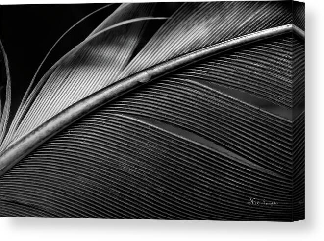 Feather Canvas Print featuring the photograph Contour Feather by Vickie Szumigala