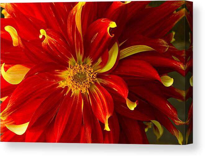 Floral Canvas Print featuring the photograph Contrasts by Mary Jo Allen