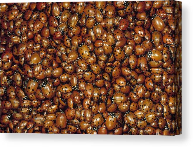 Feb0514 Canvas Print featuring the photograph Convergent Lady Beetle Mass Mt Lemmon by Mark Moffett