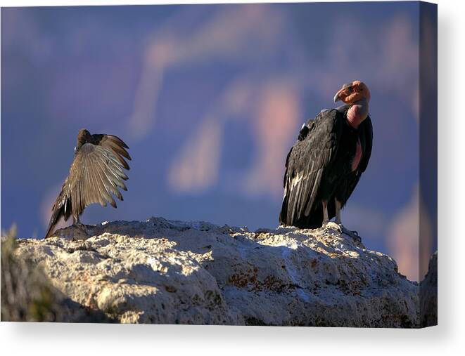 California Condor Canvas Print featuring the photograph Conversation by Kiril Kirkov