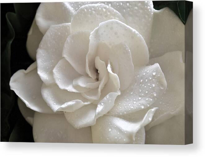 Gardenia Canvas Print featuring the photograph Cool Gardenia by Terence Davis