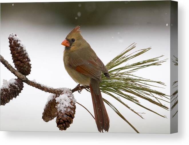 Cardinal Canvas Print featuring the photograph Cool Morning by Jim E Johnson