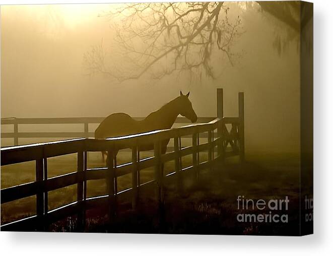 Horse Canvas Print featuring the photograph Coosaw Early Morning Mist by Scott Hansen