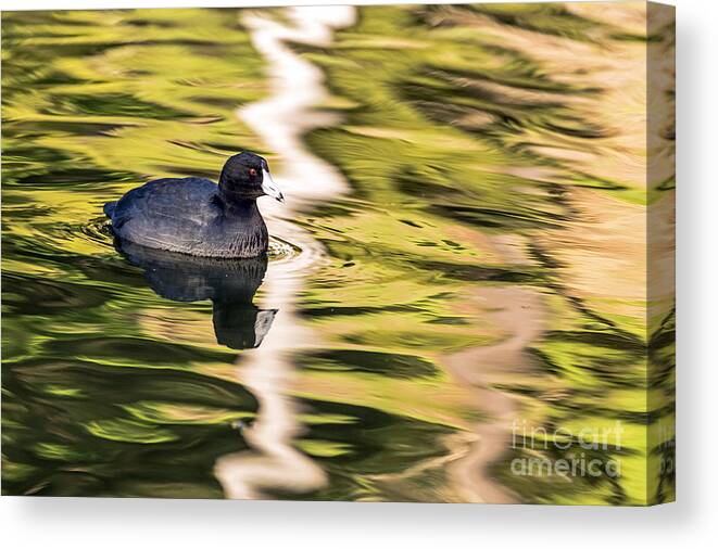 American Coot Canvas Print featuring the photograph Coot Reflected by Kate Brown