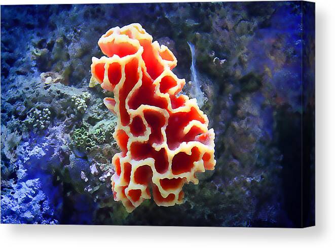 Coral.red Coral Canvas Print featuring the photograph Coral Artistry by Milena Ilieva