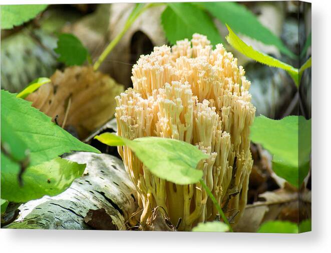 Forest Floor Canvas Print featuring the photograph Coral Fungi by Bill Pevlor