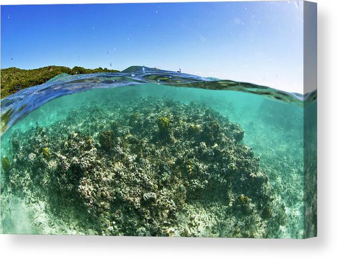 Photography Canvas Print featuring the photograph Coral Reef In Culebra Island, Puerto by Panoramic Images