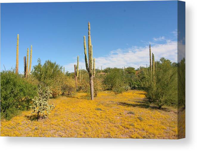 Landscapes Canvas Print featuring the photograph Cordon Cactus and Yellow Wildflowers by Robert McKinstry