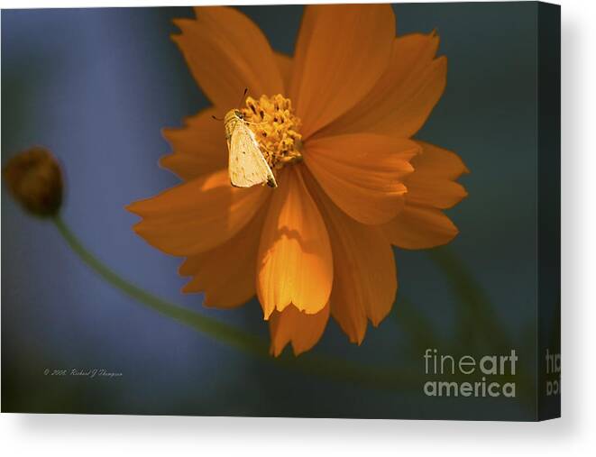 Coreopsis Canvas Print featuring the photograph Coreopsis by Richard J Thompson 