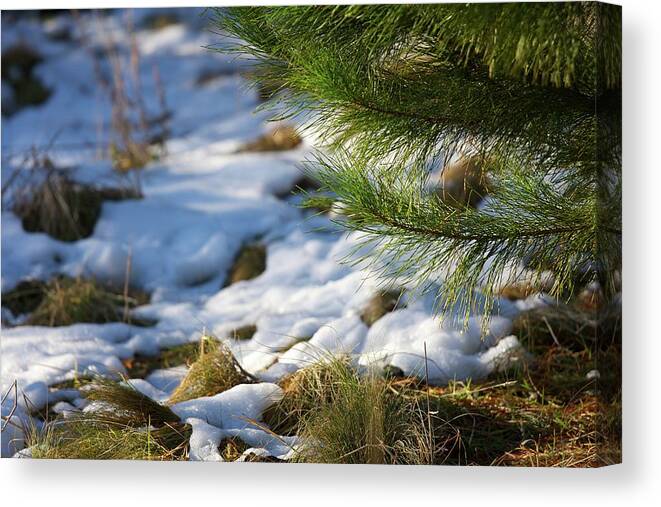 Tranquility Canvas Print featuring the photograph Corin Forest Soft Snow by Denis Hawkins
