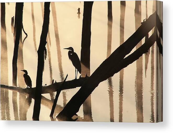 Water Canvas Print featuring the photograph Cormorant and the Heron by Roger Becker