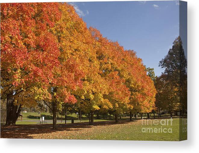 Fall Foliage Canvas Print featuring the photograph Corning Fall Foliage 2 by Tom Doud