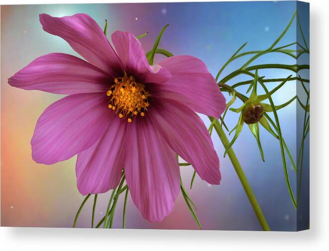 Cosmos Flower Canvas Print featuring the photograph Cosmos Dream. by Terence Davis