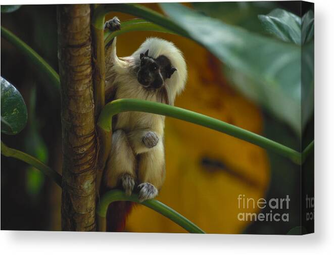 Outdoors Canvas Print featuring the photograph Cottontop Tamarin by Art Wolfe