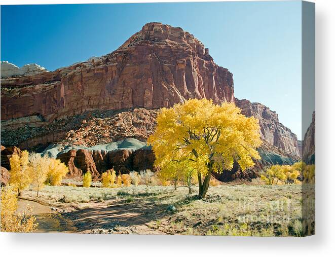 Autumn Canvas Print featuring the photograph Cottonwoods in Fall The CastleCapitol Reef National Park by Fred Stearns