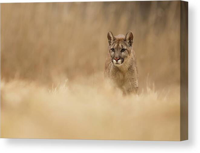 Cougar Canvas Print featuring the photograph Cougar by Milan Zygmunt