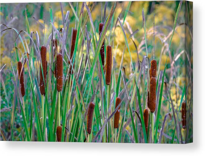 Background Canvas Print featuring the photograph Country Cattails by Brian Stevens