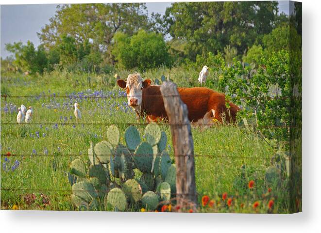 Texas Canvas Print featuring the photograph Country Friends by Lynn Bauer