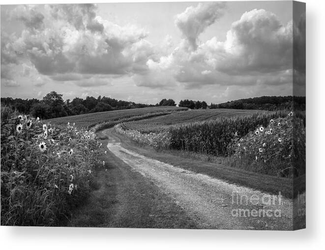Sunflower Canvas Print featuring the photograph Country Road by Chris Scroggins