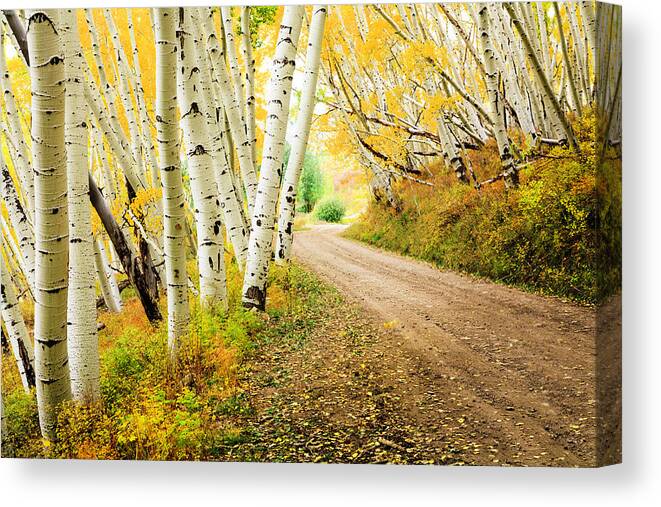 Scenics Canvas Print featuring the photograph Country Road Through Canopy Of Autumn by Dszc