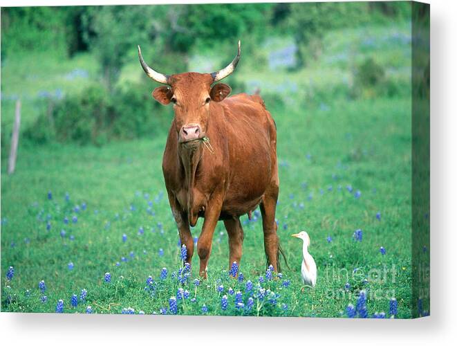 Mixed Breed Cow Canvas Print featuring the photograph Cow And Cattle Egret by Alan and Sandy Carey