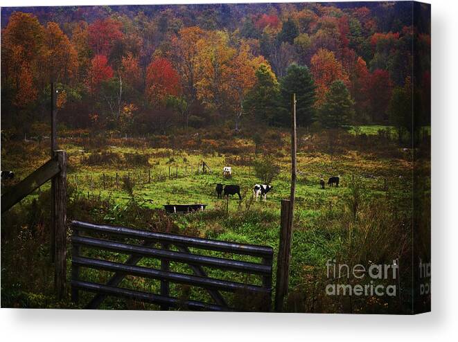 Cows Canvas Print featuring the photograph Cow Pasture in Autumn by Debra Fedchin