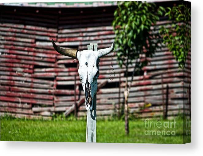 Bone Canvas Print featuring the photograph Cow Skull by Ms Judi