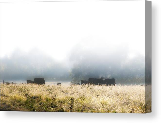 Cows Canvas Print featuring the photograph Cows in a Foggy Field by Bill Cannon