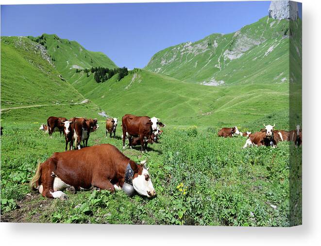 Scenics Canvas Print featuring the photograph Cows In The Mountains Of Eastern France by Gilbert Laurie