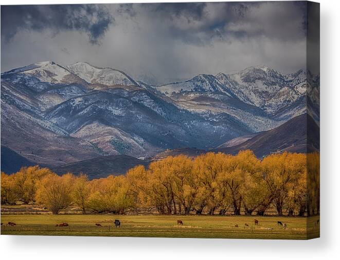 Pasture Canvas Print featuring the photograph Cows Trees Mountains and Clouds by Paul Freidlund
