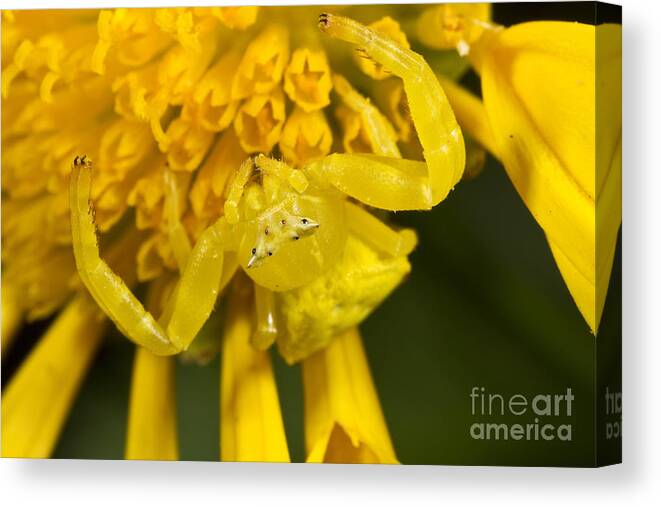 Animal Canvas Print featuring the photograph Crab Spider by BG Thomson