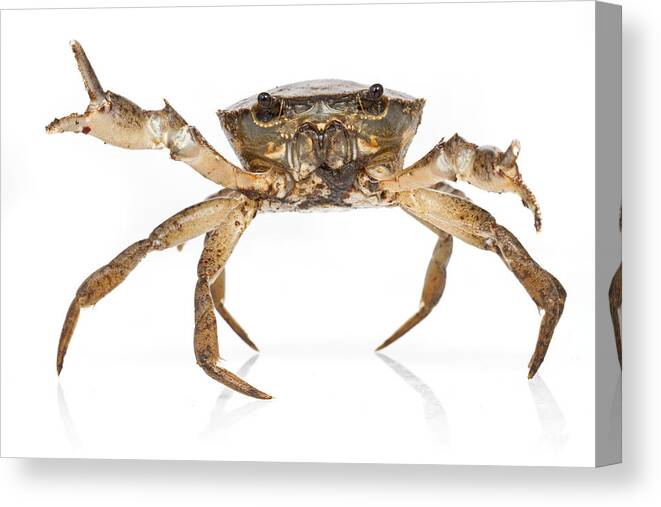 Feb0514 Canvas Print featuring the photograph Crab Suriname by Piotr Naskrecki