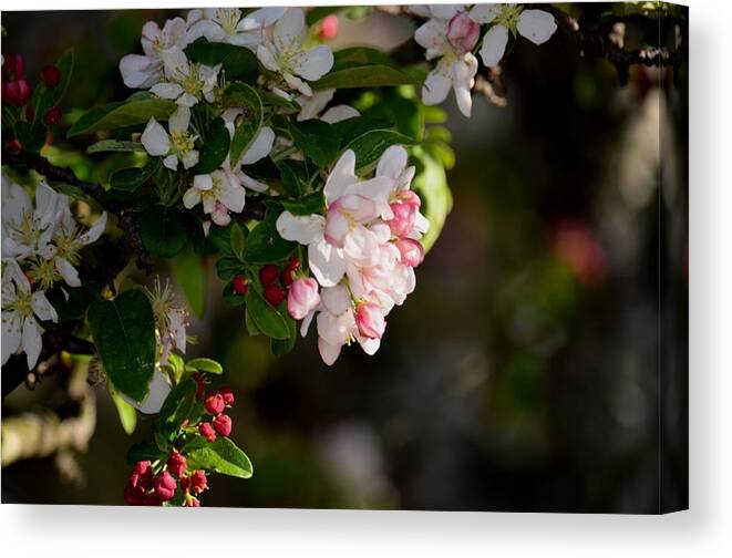 Crabapple Intricacies Canvas Print featuring the photograph Crabapple Intricacies by Maria Urso