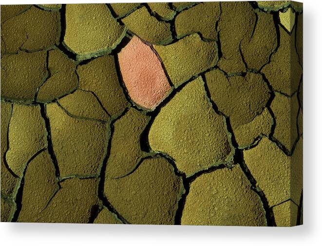 Natural Pattern Canvas Print featuring the photograph Cracked, Dry Earth, Fertile Soil And by Paolo Negri
