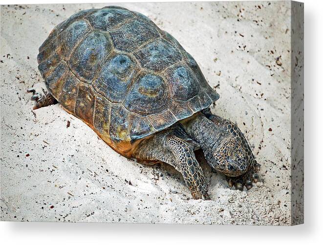 Tortoise Canvas Print featuring the photograph Creeping Along by Donna Proctor