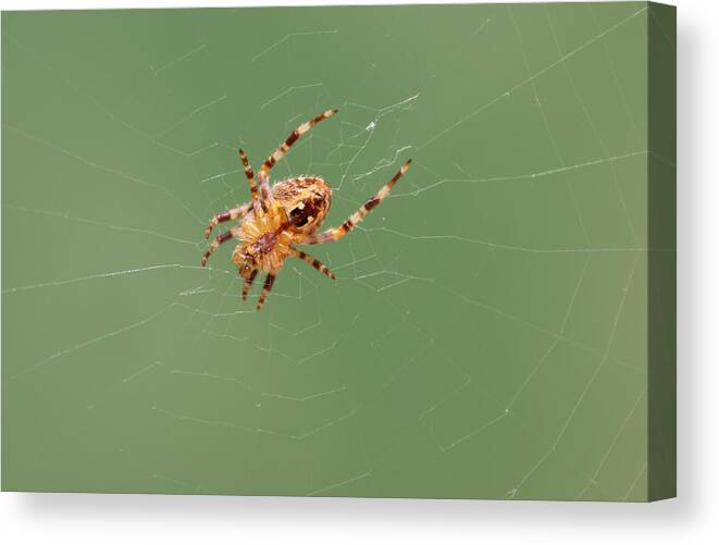 Spider Canvas Print featuring the photograph Creepy Crawly by Sarah Qua