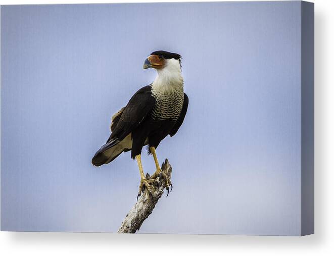 Bird Canvas Print featuring the photograph Crested Caracara by Donald Brown