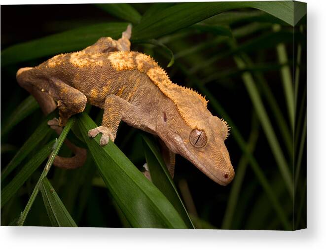 New Caledonian Crested Gecko Canvas Print featuring the photograph Crested Gecko Rhacodactylus Ciliatus by David Kenny