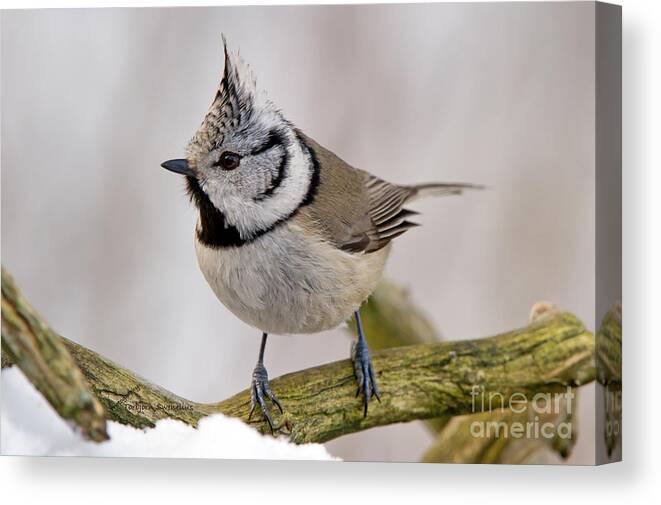 Crested Tit Canvas Print featuring the photograph Crested by Torbjorn Swenelius