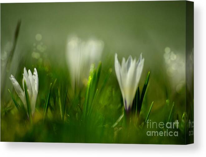 Flower Canvas Print featuring the photograph Crocus Dream 3 by Sabine Jacobs