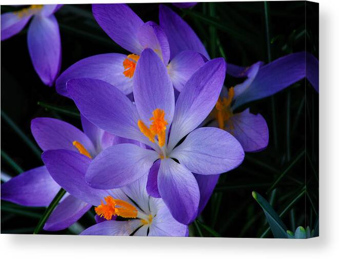 Crocus Canvas Print featuring the photograph Crocus in Spring 2013 by Tikvah's Hope