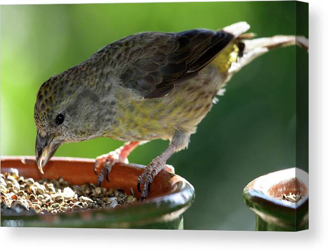 Wildlife Canvas Print featuring the photograph Crossbill Loxia Curvirostra Female by David Santiago Garcia