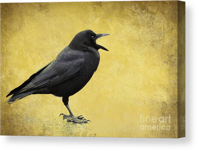 Texture Canvas Print featuring the photograph Crow - D009393-a by Daniel Dempster